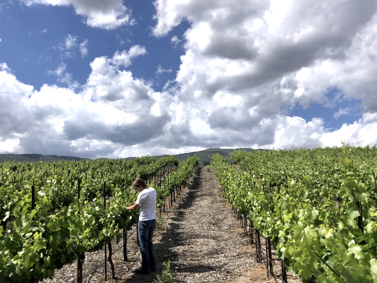 Hard at work at Alonso Family Vineyard