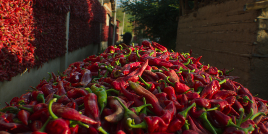 Chiles in “Omnivore”